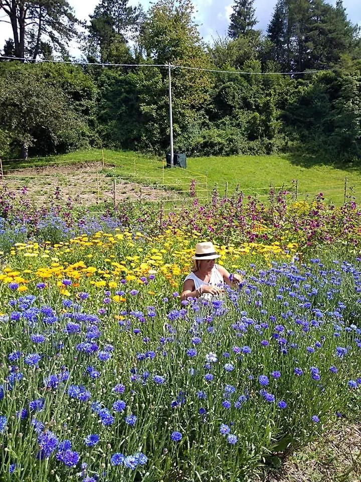 Farm stay Agriturismo Borgo Damos Valle di Cadore Italy