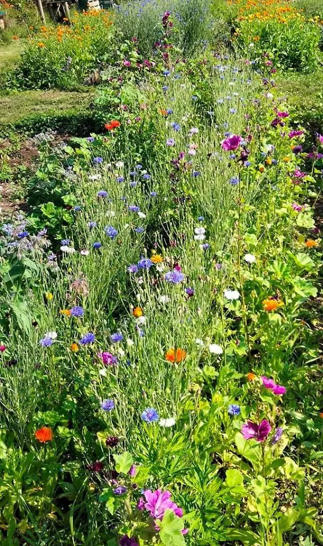 Farm stay Agriturismo Borgo Damos Valle di Cadore Italy